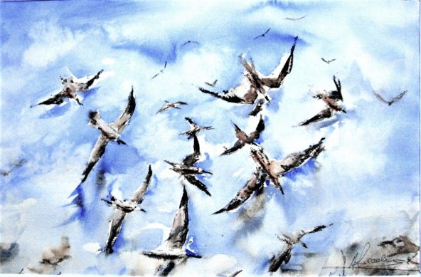 Sento gabbiani urlare